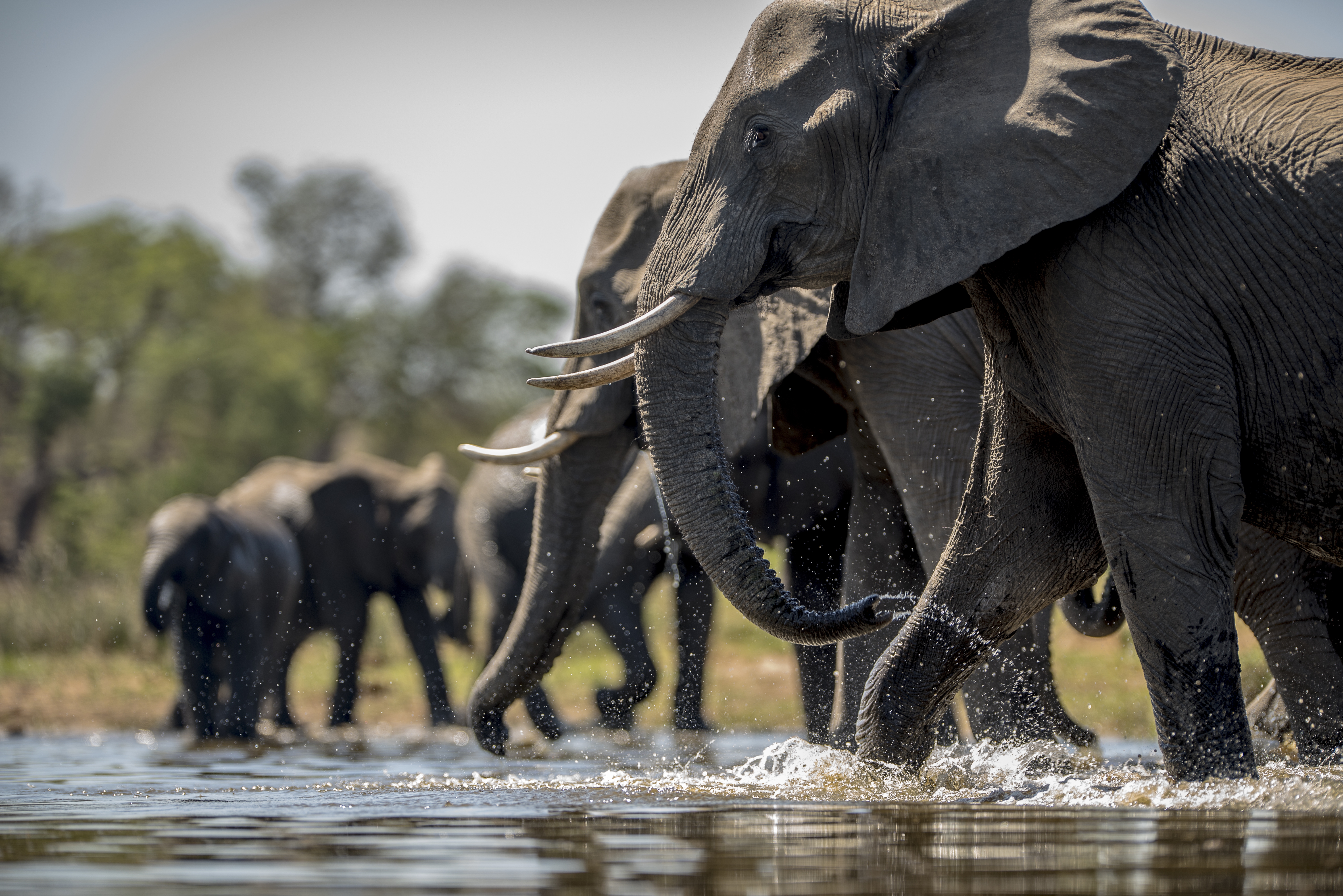 Elephants at the River