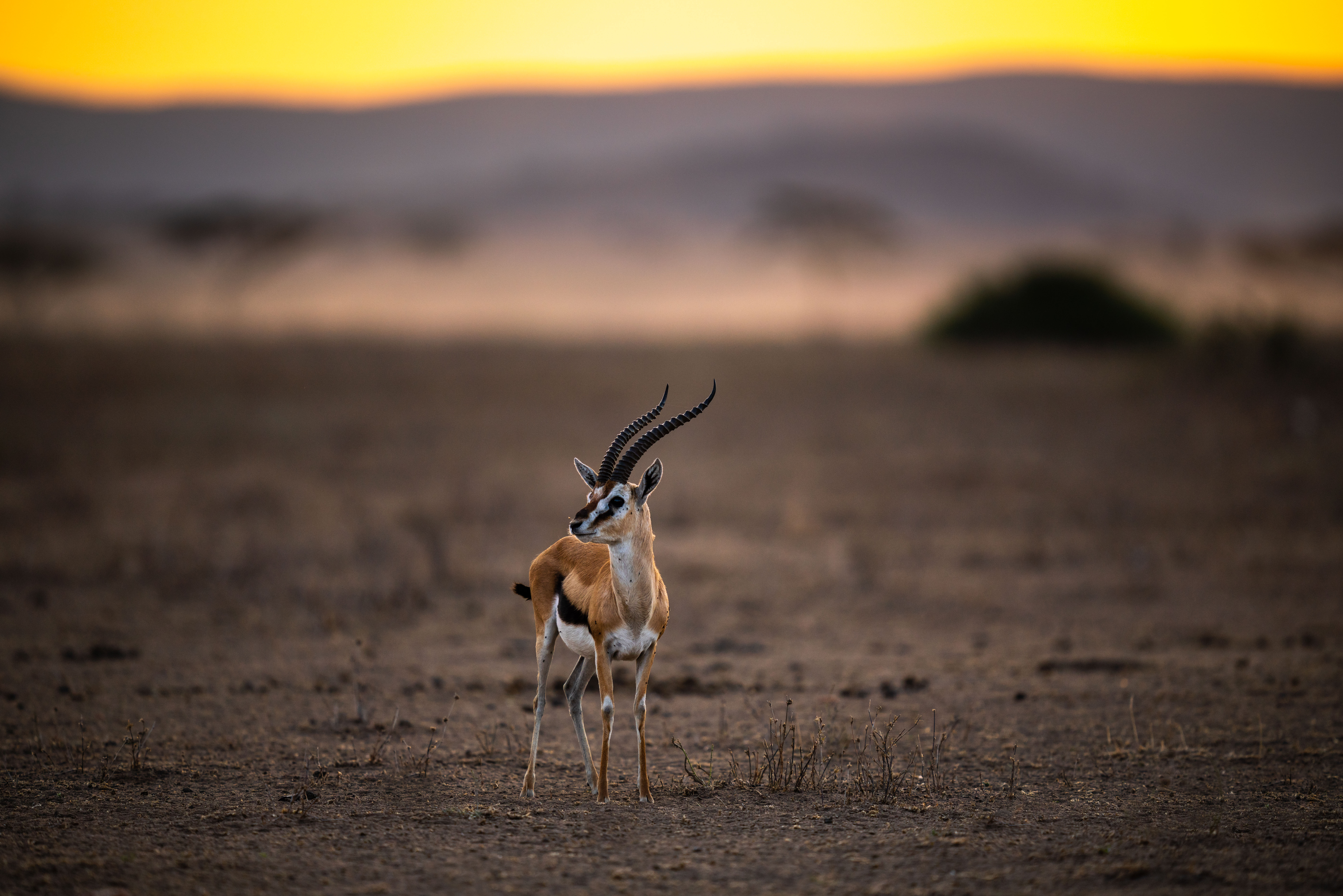Gazelle in Tanzania
